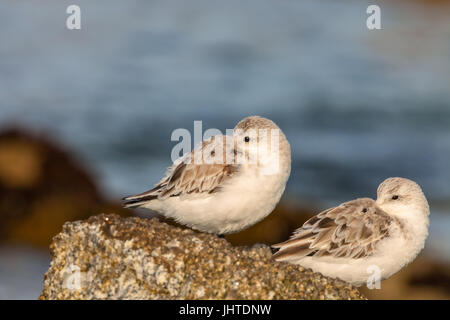 Western piro-piro in costa di Monterey, California, Stati Uniti d'America Foto Stock