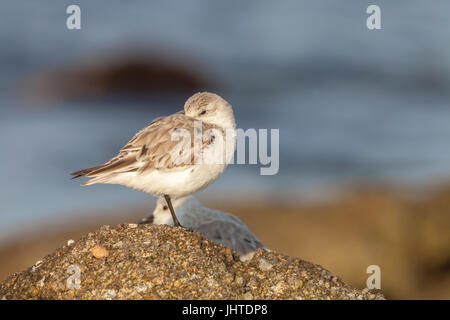 Western piro-piro in costa di Monterey, California, Stati Uniti d'America Foto Stock