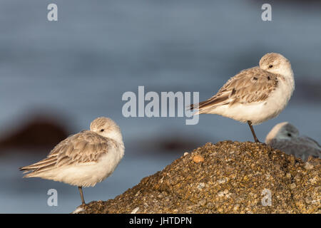 Western piro-piro in costa di Monterey, California, Stati Uniti d'America Foto Stock