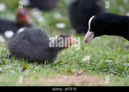 Eurasian folaga (fulica atra), adulto Alimentazione bambino, West Sussex, in Inghilterra, Regno Unito. Foto Stock