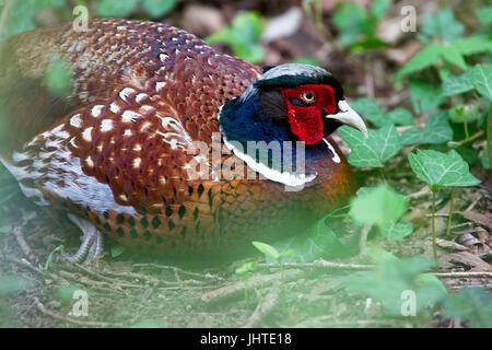 Un close-up di un maschio di fagiano comune (Phasianus colchicus), West Sussex, in Inghilterra, Regno Unito. Foto Stock