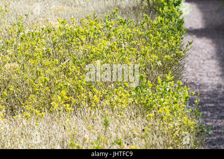 Casella blight - cylindrocladiumn buxicola Foto Stock