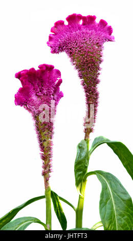 Celosia cristata, genere Celosia, comunemente conosciuta come la cresta di gallo. Esso è chiamato Chi Kuan in Cina e Creasta curcanului in Romania. Foto Stock