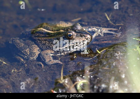 Marsh rana nella piscina a parete di prosciutto, RSPB Foto Stock