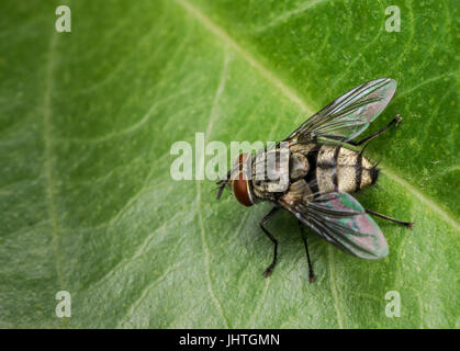 Oro e nero vola in appoggio su una foglia verde Foto Stock