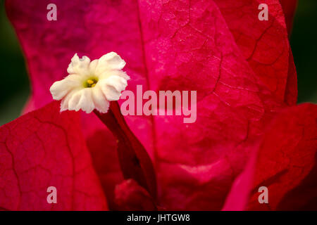 Bouganville impianto di rosso con un piccolo fiore bianco Foto Stock