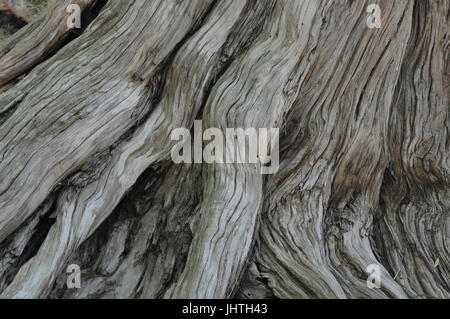 Vecchio albero guasto Foto Stock