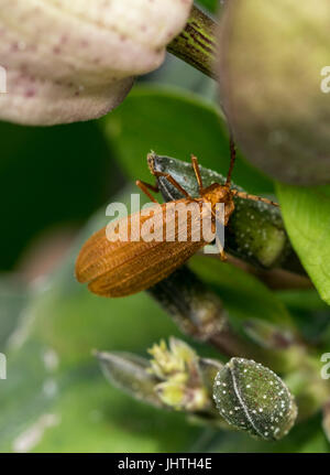 Traliccio netwinged beetle su un ramo di albero Foto Stock