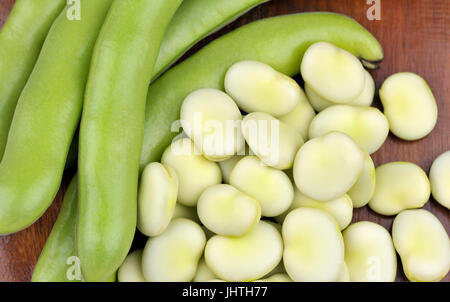 Appena raccolto fave, varietà Witkiem Manita, Vicia faba noto anche come le fave e le favette, fava, bell, cavallo, Windsor, piccione e tic fagioli. Foto Stock