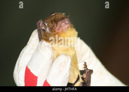 Giallo verdolino bat, African bat, Scotophilus viridis, s. viridis Foto Stock