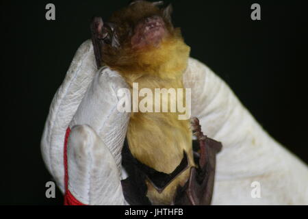 Giallo verdolino bat, African bat, Scotophilus viridis, s. viridis Foto Stock