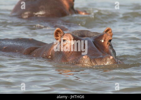 Hippopotamus amphibius, ippopotami, African Ippona, ippopotamo africana di ippopotamo, comune africana ippopotamo, ippopotami faccia, ippona sommersa, Foto Stock
