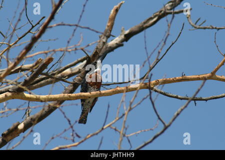 Megaceryle maxima, Giant kingfisher Foto Stock