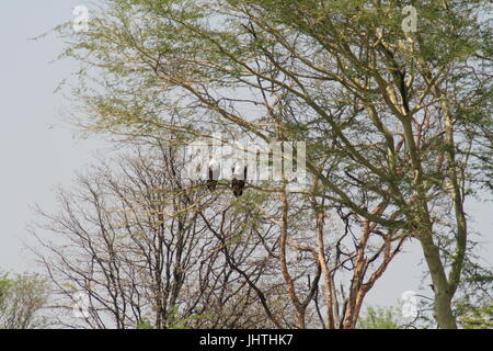 African fish eagles sedevano fianco a fianco, Haliaeetus vocifer Foto Stock