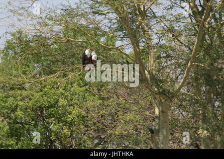 African fish eagles sedevano fianco a fianco, Haliaeetus vocifer Foto Stock