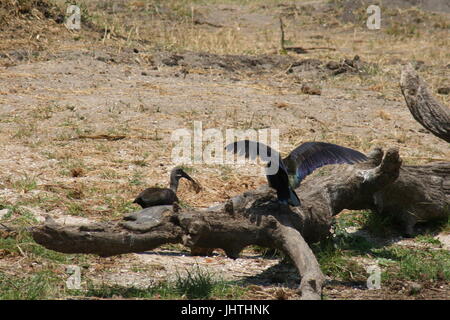 Hadeda ibis, Hadada ibis, Bostrychia hagedash Foto Stock