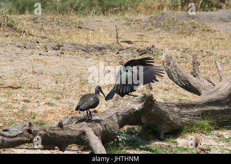 Hadeda ibis, Hadada ibis, Bostrychia hagedash Foto Stock