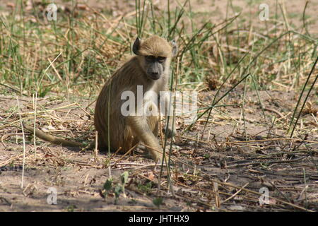 Papio cynocephalus, babbuino giallo Foto Stock