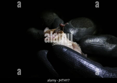 Scotophilus viridis, giallo verdolino bat, Foto Stock