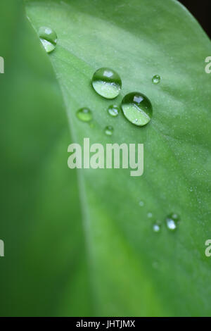 Macro shot di goccioline di acqua sulla vibrante colore verde foglia, foto verticale con il fuoco selettivo Foto Stock