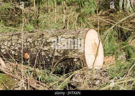 Monconi da abbattuti gli alberi in una foresta di pini Foto Stock