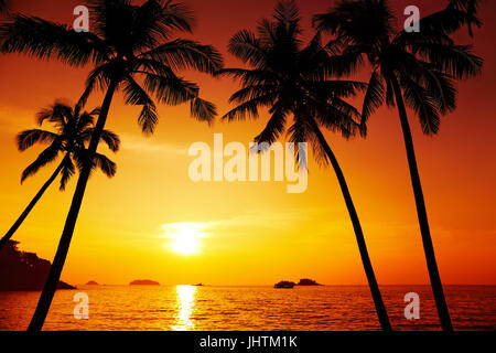 Palm trees silhouette at sunset, Chang island, Thailand Foto Stock