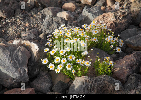 La flora di Tenerife, Isole Canarie - Argyranthemum tenerifae localmente chiamato marguerite del Teide, daisy endemica in zone più alte dell'isola Foto Stock