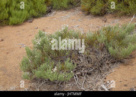 Isole Canarie, Tenerife, bianco-fioritura di altitudine elevata specie di scopa Spartocytisus supranubius, ginestra oltre le nuvole, Retama del Teide, fiori sul Foto Stock