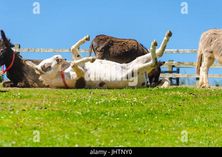 Giocoso asinello bianco rotolamento sul terreno Sidmouth Donkey Sanctuary Devon England Regno Unito Foto Stock