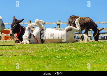 Giocoso asinello bianco rotolamento sul terreno Sidmouth Donkey Sanctuary Devon England Regno Unito Foto Stock