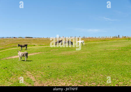 Salvato asini pascolo a Sidmouth Donkey Sanctuary Sidmouth Devon England Foto Stock