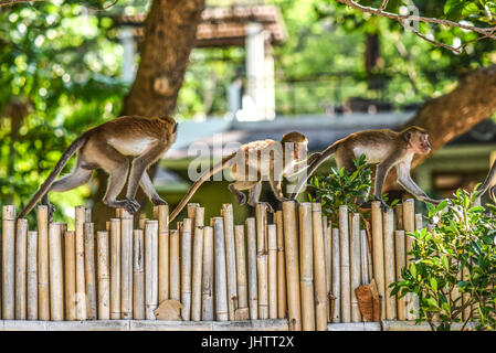 Monkey familiy camminando su un recinto di Krabi, in Thailandia. Foto Stock