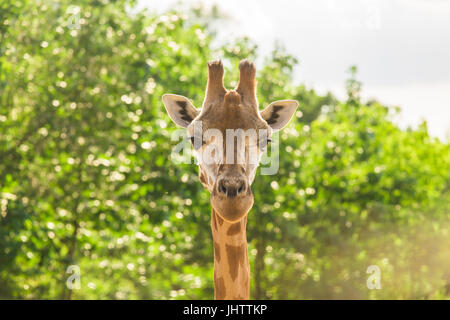 Close-up di una giraffa di fronte alcuni alberi verdi. Con spazio per il testo. Foto Stock