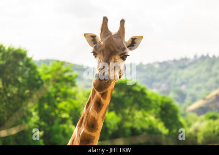 Close-up di una giraffa di fronte alcuni alberi verdi. Con spazio per il testo. Foto Stock