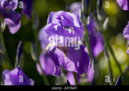 Iris viola Foto Stock