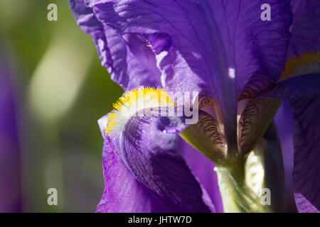 Iris viola Foto Stock