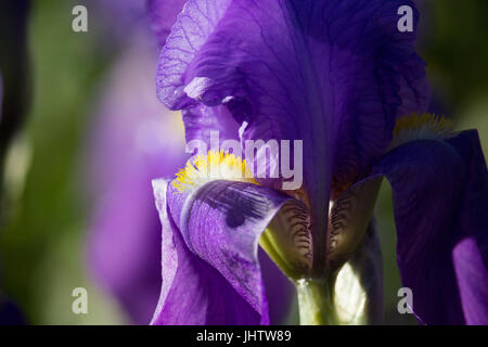 Iris viola Foto Stock