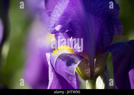 Iris viola Foto Stock