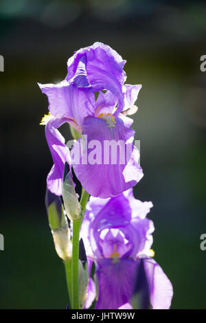 Iris viola Foto Stock