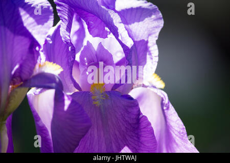 Iris viola Foto Stock