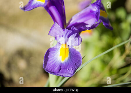 Iris viola Foto Stock