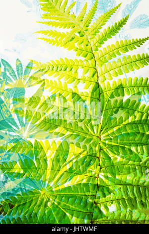 Piante esotiche, foglie di felce, background artistico Foto Stock