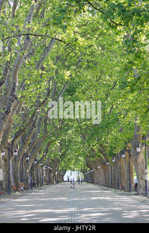 Albero piano Avenue di Ponte de Lima Portogallo Foto Stock