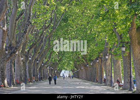 Albero piano Avenue di Ponte de Lima Portogallo Foto Stock