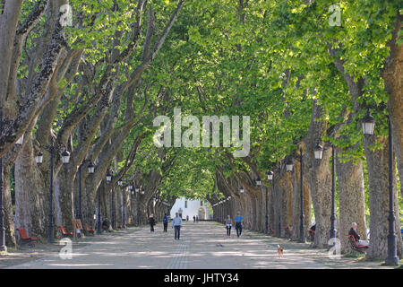 Albero piano Avenue di Ponte de Lima Portogallo Foto Stock