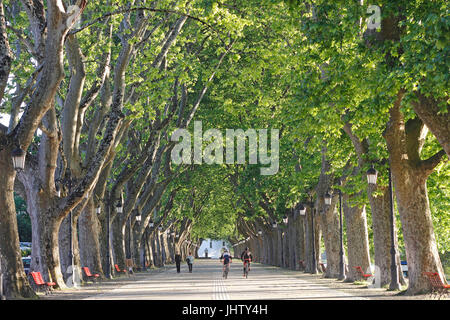 Albero piano Avenue di Ponte de Lima Portogallo Foto Stock