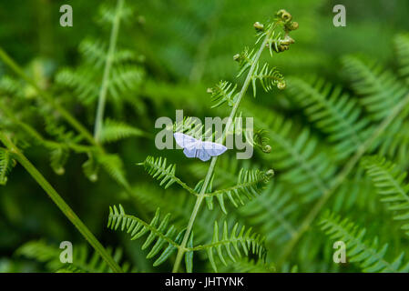 White farfalla posata su una foglia di felce Foto Stock