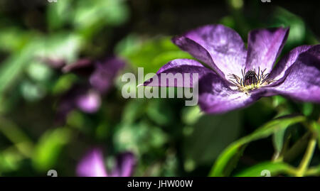 Immagine panoramica della natura,close up fiore testa mentre un giorno d'estate. Foto Stock