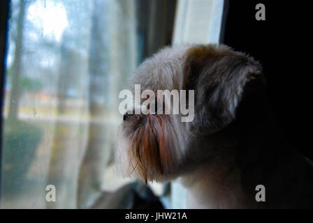 Orologio cane Foto Stock