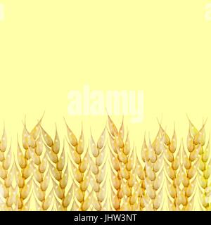 Lo sfondo da una serie di foto realistiche spikelets di grano, illustrazione vettoriale. Illustrazione Vettoriale